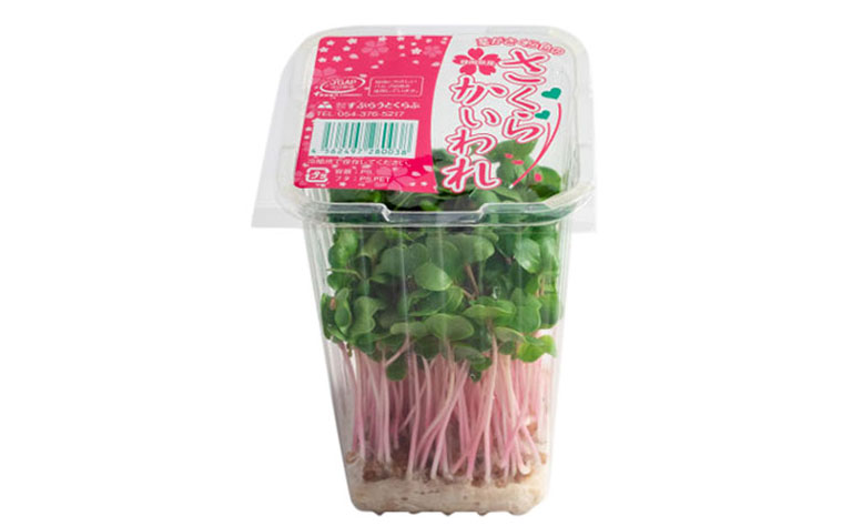 さくらかいわれ - すぷらうとくらぶ